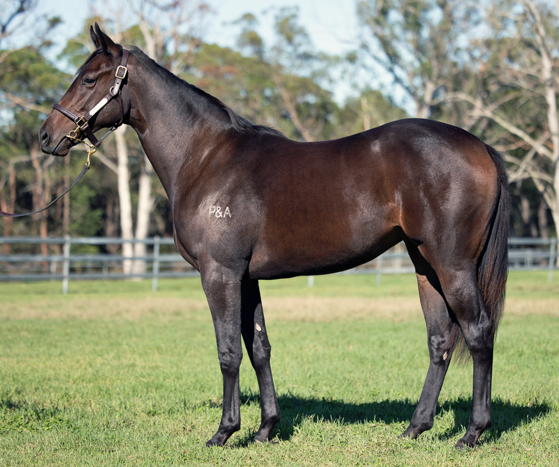 Horse Syndications By Dynamic Syndications